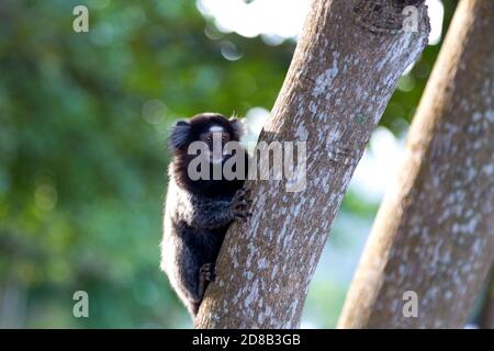 Titi Affe Callithrix jacchus im Wald von Rio de Janeiro, Brasilien. Stockfoto