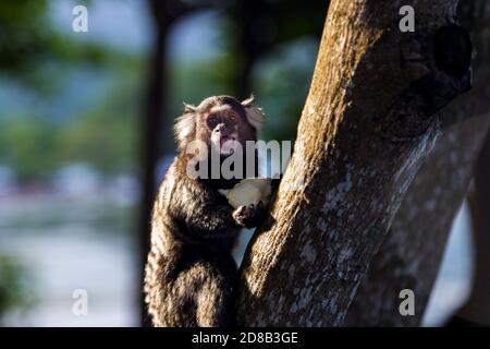 Titi Affe Callithrix jacchus im Wald von Rio de Janeiro, Brasilien. Stockfoto