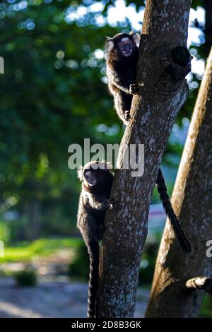 Zwei Titi-Affen Callithrix jacchus im Wald von Rio de Janeiro, Brasilien. Stockfoto