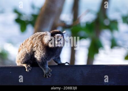 Titi Affe Callithrix jacchus im Wald von Rio de Janeiro, Brasilien. Stockfoto