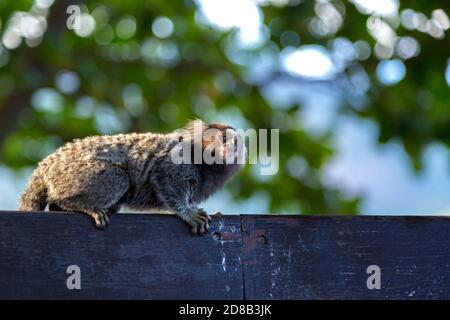 Titi Affe Callithrix jacchus im Wald von Rio de Janeiro, Brasilien. Stockfoto