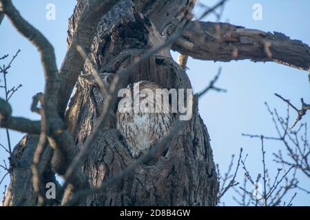 Eine eurasische Waldkauz (Strix aluco) in einem Baum Stockfoto