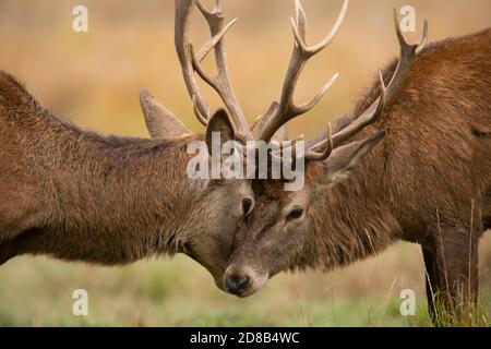 Red Deer, Cervus elaphus, Hirsche kämpfen während der Brunftzeit im Herbst in Richmond Park, London, Großbritannien, Britische Inseln Stockfoto