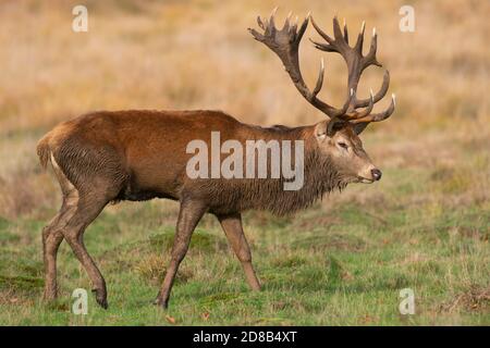 Rothirsch, Cervus elaphus, im Herbst, Richmond Park, London, Vereinigtes Königreich Stockfoto