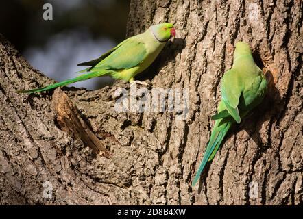 Brutpaar Ringhals-Sittich, Psittacula krameri, erkunden Nest Loch, Regent's Park, London, Vereinigtes Königreich Stockfoto