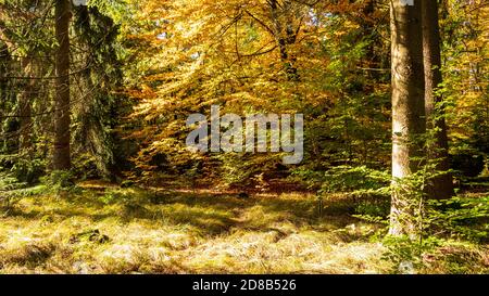 Waldfarbe im Herbst Stockfoto