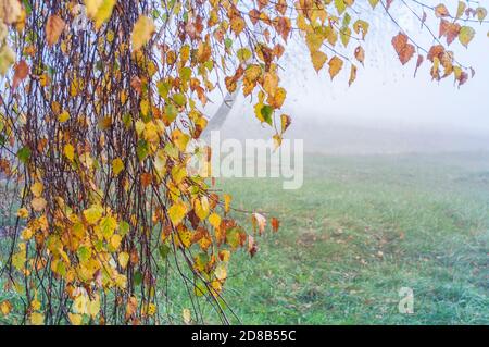 Birkenzweige mit bunten Herbstblättern und Tau-Tropfen auf einem verschwommenen tuvan-Hintergrund. Herbstfarben, selektiver Fokus Stockfoto