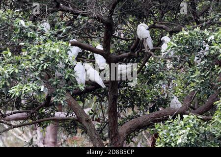 Schwarm von Schwefelkakatuh Cockatoo's Preening in Terpentine Tree Stockfoto