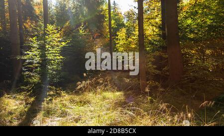 Waldfarbe im Herbst Stockfoto