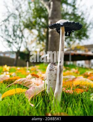 Paar shaggy Tintenkappe Pilze coprinopsis atramentaria Ansicht von der Seite, Pilz umgeben von gefallenen Blättern, launisch herbstliche Bild von zwei Stockfoto