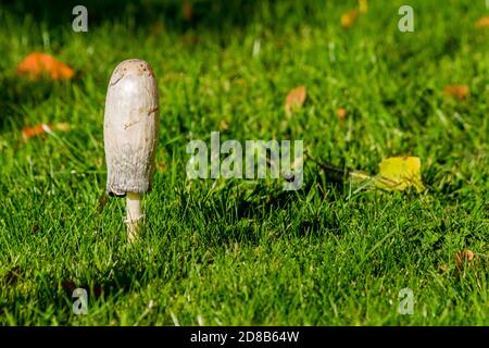 Single shaggy Tintenkappe Pilz, coprinopsis atramentaria Pilze umgeben von gefallenen Blättern, launisch herbstliche Bild zeigt kleine Muchroom in warm Stockfoto