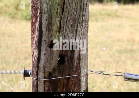 Alte Holzmast vom elektrischen Zaun in der Weide Stockfoto