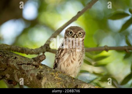 Junge Eule (Athene Noctua) schaut in die Kamera Stockfoto