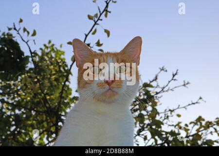 Ginger weiße Katze beobachten von oben Stockfoto