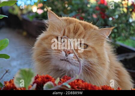 Flauschige Ingwer Katze beobachten an den Ast Stockfoto