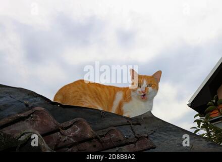 Porträt einer Katze, die auf einem Dach gähnend sitzt Stockfoto