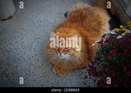 Ingwer, flauschige Katze mit Blumen Stockfoto