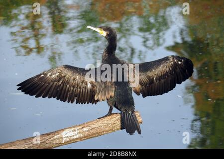 Großer Kormoran, großer schwarzer Kormoran, großer Kormoran, Kormoran, Phalacrocorax carbo, nagy kárókatona Stockfoto