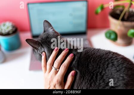 Katze auf einem Schreibtisch mit einem Laptop und eine Frau Bereit für Telearbeit Stockfoto