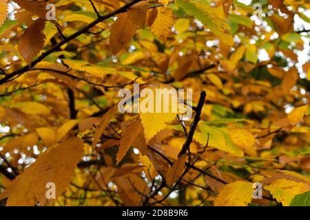 Trockener Herbst Hinterlässt Die Nr.1 Stockfoto