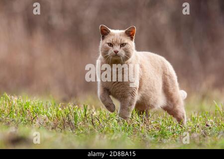 Warnung Hauskatze nähert sich auf Garten Rasen von vorne Stockfoto