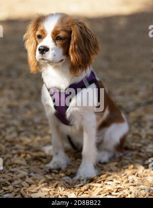 5 Monate Alter Blenheim Cavalier King Charles Spaniel Puppy Sitting Stockfoto