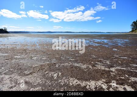 Sehr flache Sandbucht mit Seegras, das in der hellen Sonne während der Ebbe verrottet. Stockfoto