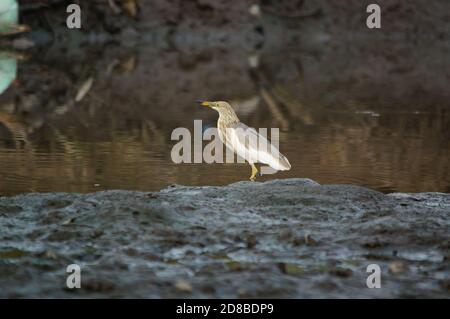 Javan Teich Reiher ist im Fluss auf der Suche nach Nahrung Stockfoto