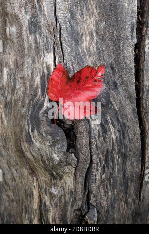 Ein rotes Blatt liegt im Herbst auf einem Baumstamm am Finch Arboretum in Spokane, Washington, USA. Stockfoto