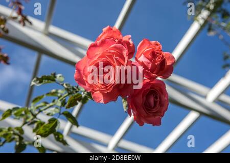 Blick auf eine Gruppe von Rosen im Manito Park in Spokane, Washington, USA. Stockfoto