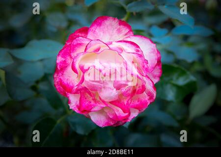Eine einzelne Hybridrose im Rosengarten im Manito Park in Spokane, Washington, USA. Stockfoto