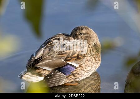 Die weibliche Stockente ruht im seichten Wasser des Cannon Hill Park in Spokane, Washington, USA. Stockfoto