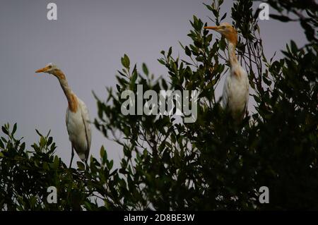 Rinderreiher auf Baumzweigen thront Mangrove, indonesien Stockfoto