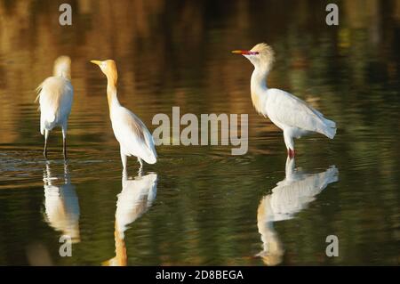 Kuhreiher suchen Nahrung in Flüssen oder Seen Stockfoto