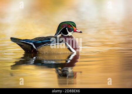 Holzente drake auf kleinen Teich Stockfoto