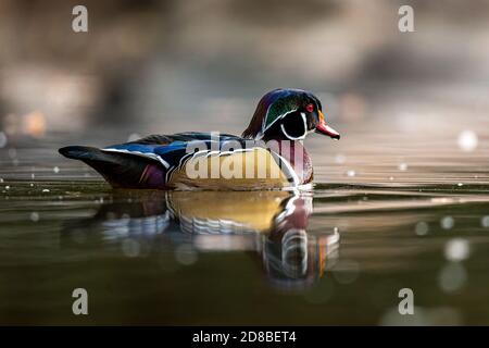 Holzente drake auf kleinen Teich Stockfoto