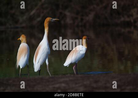 Kuhreiher suchen Nahrung in Flüssen oder Seen Stockfoto