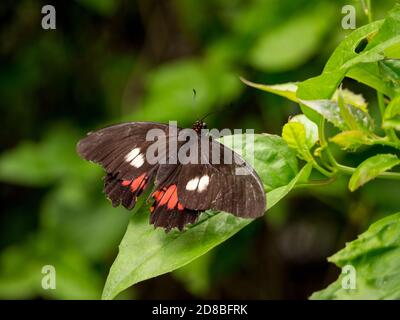 Der Ruby-Spotted Swallowtail oder der Red-Spotted Swallowtail Stockfoto