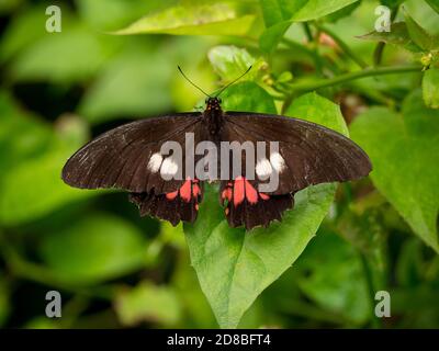 Der Ruby-Spotted Swallowtail oder der Red-Spotted Swallowtail Stockfoto