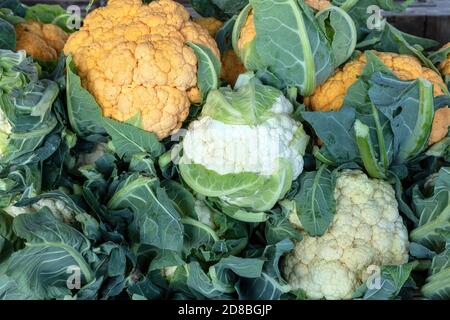Frisch gepflückter Blumenkohl, Farmer's Market, E USA, von James D Coppinger/Dembinsky Photo Assoc Stockfoto