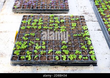 Ein Keimtablett voller Basilikumsetzlinge Stockfoto