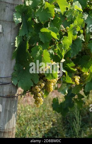 Fingerlakes, New York Weingut im Herbst 2020 Stockfoto