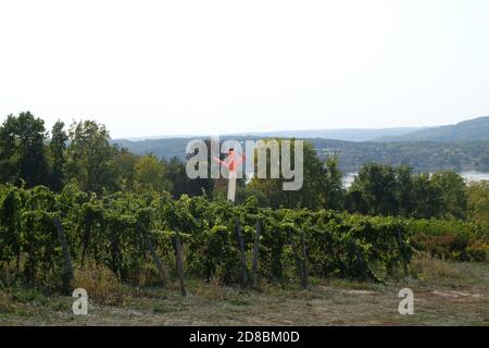 Fingerlakes, New York Weingut im Herbst 2020 Stockfoto