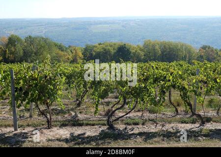 Fingerlakes, New York Weingut im Herbst 2020 Stockfoto