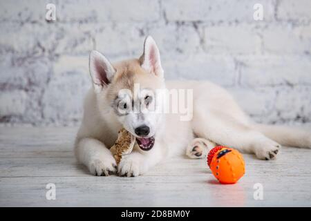 Lächelnd glücklich Haustier Hund hell gefärbte Husky Welpen nagt mit Freude Knochen der Nahrung. Hunde Delikatesse. Doggy Kauen auf natürliche rawhide Knochen. Getrocknetes Schweinefleisch Stockfoto