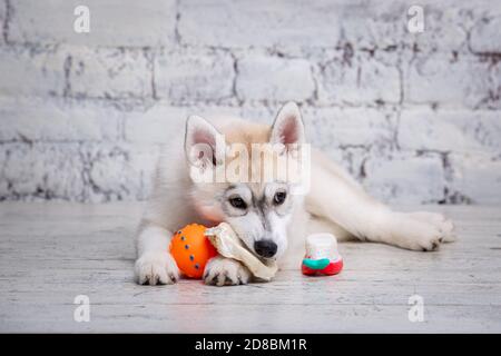 Lustige Welpen Husky Rasse der hellen Farbe naws getrockneten Schweinefleisch und Rindfleisch Ohren. Natürliche Kauartikel für Hunde. Produktion und Handel mit Haustierprodukten. Sibirisch Stockfoto