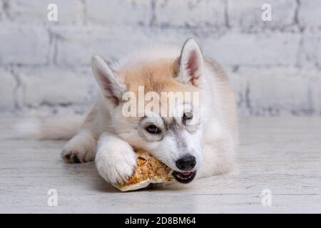 Lächelnd glücklich Haustier Hund hell gefärbte Husky Welpen nagt mit Freude Knochen der Nahrung. Hunde Delikatesse. Doggy Kauen auf natürliche rawhide Knochen. Getrocknetes Schweinefleisch Stockfoto