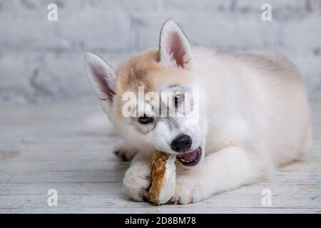 Lächelnd glücklich Haustier Hund hell gefärbte Husky Welpen nagt mit Freude Knochen der Nahrung. Hunde Delikatesse. Doggy Kauen auf natürliche rawhide Knochen. Getrocknetes Schweinefleisch Stockfoto