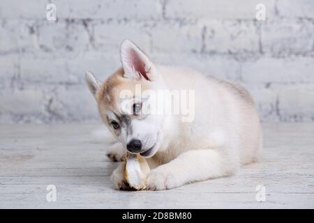 Lustige Welpen Husky Rasse der hellen Farbe naws getrockneten Schweinefleisch und Rindfleisch Ohren. Natürliche Kauartikel für Hunde. Produktion und Handel mit Haustierprodukten. Sibirisch Stockfoto