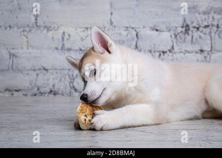 Lächelnd glücklich Haustier Hund hell gefärbte Husky Welpen nagt mit Freude Knochen der Nahrung. Hunde Delikatesse. Doggy Kauen auf natürliche rawhide Knochen. Getrocknetes Schweinefleisch Stockfoto